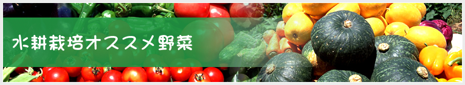 水耕栽培オススメ野菜