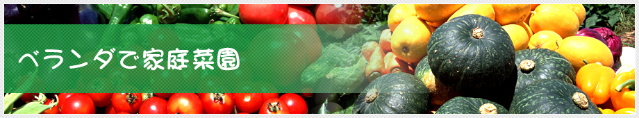 ベランダで家庭菜園